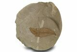 Fossil Leaf (Cedrelospermum) - Green River Formation, Utah #334296-1